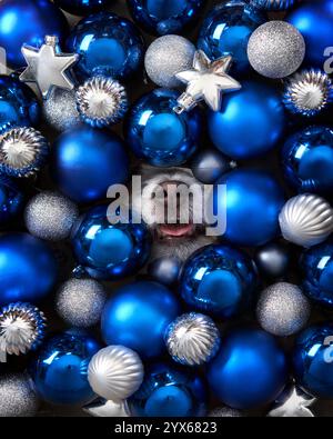 Eine verspielte Hundeschnauze blickt aus einem Haufen von glänzenden blauen und silbernen Weihnachtsschmuck. Die lebendigen Kugeln sorgen für eine festliche und fröhliche Atmosphäre Stockfoto