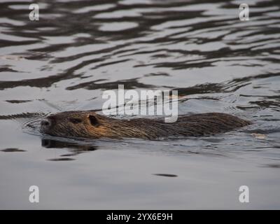 Seitenprofil einer Nutria (Myocastor coypus), die im Teich des Rheinaue-Parks in Bonn schwimmt Stockfoto