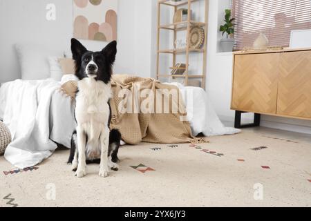 Niedlicher Border Collie Hund auf Teppich im Schlafzimmer Stockfoto