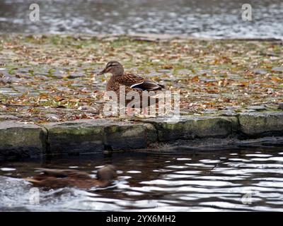 Stockenten (anas platyrhynchos) verlassen den Teich im Rheinaue-Park in Bonn Stockfoto