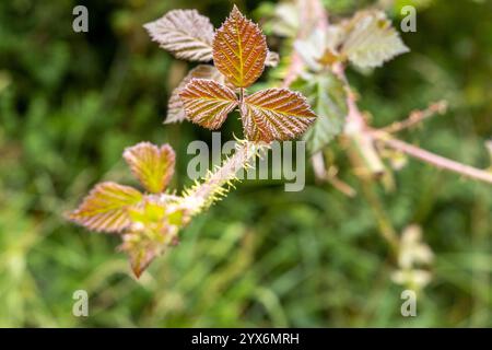 Brombeerpflanze Rubus fruticosus Nahaufnahme Dornstämme und neue Wachstumsblätter in natürlicher Umgebung. Stockfoto