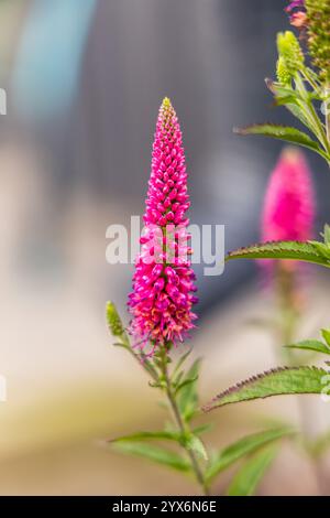 Veronica spicata, speedwell-Pflanze mit weißen Blüten Stockfoto