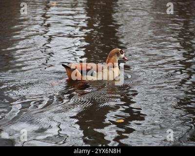 Eine ägyptische Gänse (alopochen aegyptiaca) schwimmt im Dezember auf dem Teich im Rheinaue-Park in Bonn Stockfoto