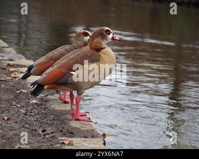 Zwei ägyptische Gänse (alopochen aegyptiaca), die im Dezember am Rande des Teiches im Rheinaue-Park in Bonn standen Stockfoto