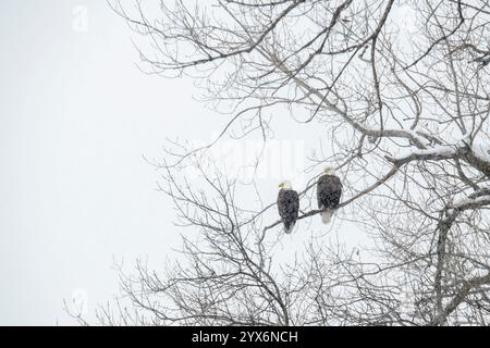 Vadnais Heights, Minnesota. Regionalpark Vadnais Lake. Ein Paar Weißkopfadler sitzt auf einem Ast in einem Schneesturm. Stockfoto