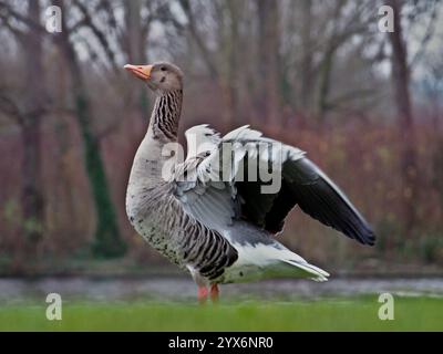 Graugans (Anser anser), die ihre Flügel in der Nähe des Teichs im Rheinaue-Park in Bonn ausbreitet Stockfoto