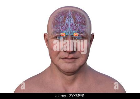 Computerdarstellung des menschlichen Gehirns mit einer hervorgehobenen Amygdala. Die Amygdala ist verantwortlich für Emotionsverarbeitung, Angstreaktion und Gedächtnisbildung. Stockfoto