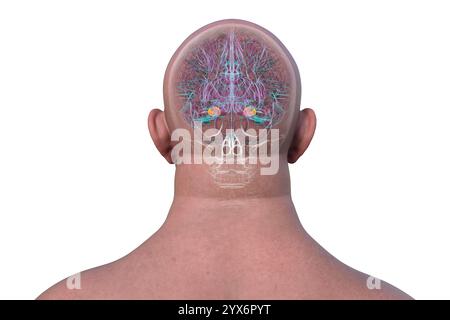 Computerdarstellung des menschlichen Gehirns mit hervorgehobener Amygdala, Rückansicht. Die Amygdala ist verantwortlich für Emotionsverarbeitung, Angstreaktion und Gedächtnisbildung. Stockfoto