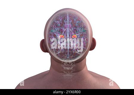 Computerdarstellung des menschlichen Gehirns mit hervorgehobener Amygdala, Draufsicht. Die Amygdala ist verantwortlich für Emotionsverarbeitung, Angstreaktion und Gedächtnisbildung. Stockfoto