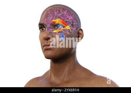 Computerdarstellung der lateralen Hirnventrikel, der größten gepaarten Hohlräume im Gehirn, die für die Produktion und Zirkulation von Liquor verantwortlich sind. Stockfoto