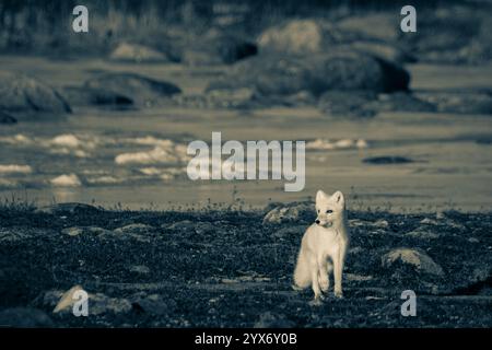 Photo of an arctic fox walking on the tundra in black and white during moult phase to winter coat, Arviat, Nunavut, Canada Stockfoto