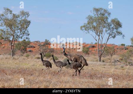 Vater Emu und drei junge Menschen gehen durch das Outback (Dromaius novaehollandiae), Cordillo Downs Road, South Australia, SA, Australien Stockfoto