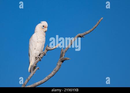 Kurzschnabel Corella oder Little Corella (Cacatua sanguinea), die auf einem Zweig thront, Marianna Waterhole, Cordillo Downs Road, South Australia, SA, Australisch Stockfoto