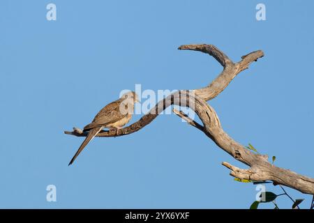 Diamanttaube (Geopelia cuneata) in einem Baum, Marianna Waterhole, Cordillo Downs Road, South Australia, SA, Australien Stockfoto