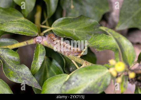 Die Eiche Eggar Moth caterpillar Stockfoto