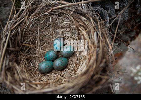 Nahaufnahme des Schwarzvogelnest (Turdus merula) mit fünf blauen gesprenkelten Eiern Stockfoto