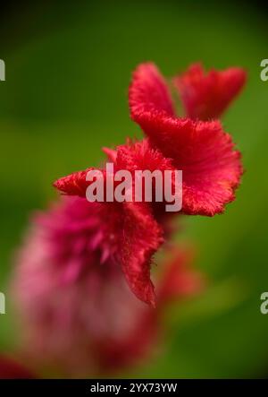 Nahaufnahme der Celosia argentea Stockfoto