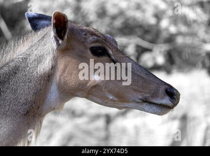 Nilgai (Boselaphus tragocamelus) Female Nilgai ist die größte Antilope Asiens. Stockfoto