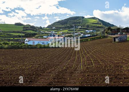 Junge grüne Weine am Pico-Vulkan Weinbau auf den Azoren Portugal Stockfoto