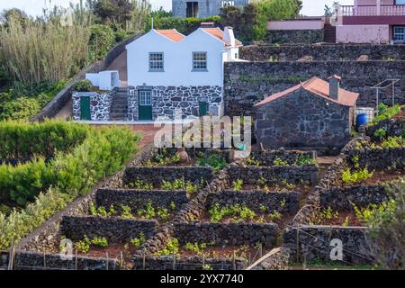 Junge grüne Weine am Pico-Vulkan Weinbau auf den Azoren Portugal Stockfoto