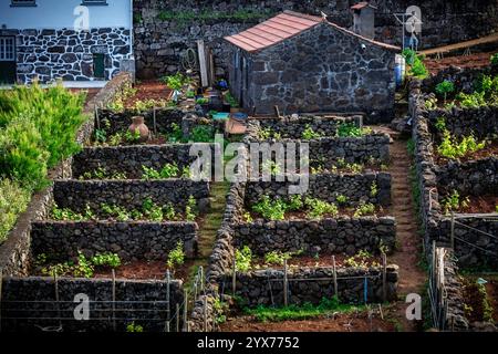 Junge grüne Weine am Pico-Vulkan Weinbau auf den Azoren Portugal Stockfoto