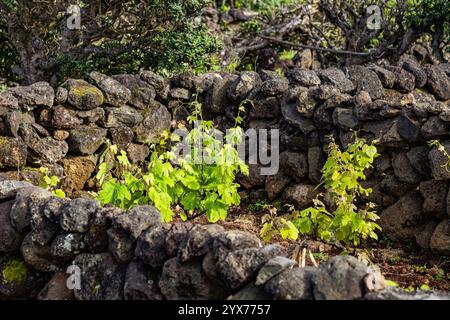 Junge grüne Weine am Pico-Vulkan Weinbau auf den Azoren Portugal Stockfoto