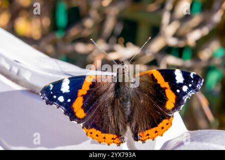 Dorsale Ansicht des mittelgroßen Butterns des roten Admiral (Vanessa atalanta) mit schwarzen Flügeln, roten Bändern und weißen Flecken auf weißem Hintergrund. Stockfoto