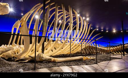 Husavik, Island, 21.05.22. Das große Skelett des Blauwals (Balaenoptera musculus) im Husavik Whale Museum. Stockfoto