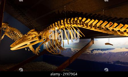 Husavik, Island, 21.05.22. Das Skelett des Minkwals (Balaenoptera acutorostrata) im Husavik Walmuseum. Stockfoto