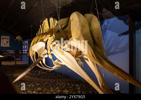 Husavik, Island, 21.05.22. Das Skelett des nördlichen Großen Wals (Hyperoodon ampullatus) im Husavik Whale Museum. Stockfoto