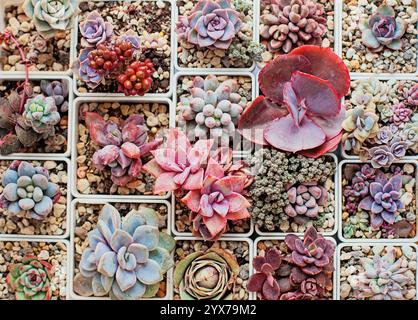 Lebendiger floraler Hintergrund mit bunten saftigen Blumen. Echeveria, Graptoveria, Crassula, Greenovia und Sedumpflanze Stockfoto