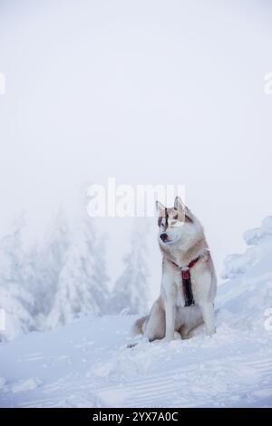 Sibirischer Huskyhund sitzt im Schnee und genießt Winterkälte im Bergwald Stockfoto