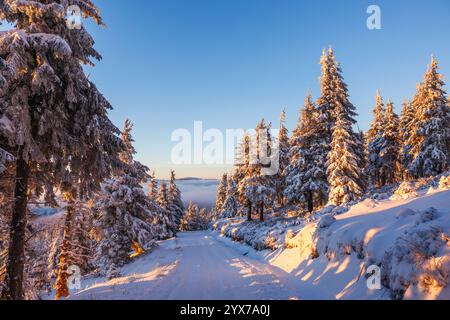 Winterwaldpfad in Bergen, beleuchtet von warmem goldenem Sonnenlicht bei Sonnenuntergang. Schneebedeckte Bäume Stockfoto