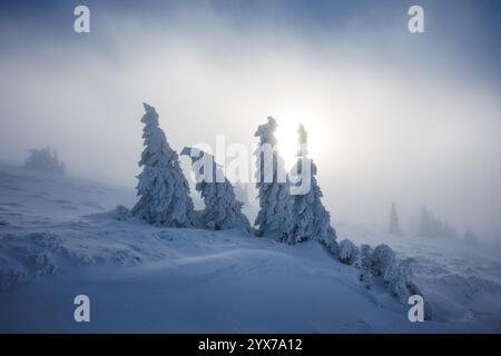 Winterlandschaft mit schneebedeckten Bäumen und Sonnenlicht, das durch Nebel scheint. Der Frostwald in den Bergen Stockfoto