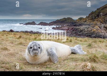 Grausiegel-Welpe ist an einem Strand in der Nähe von St. Abbs, Schottland Stockfoto