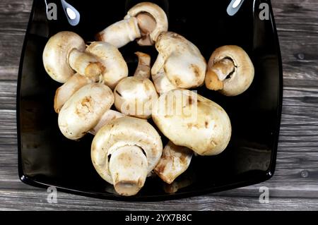 Essbare Pilze, die fleischigen Fruchtkörper zahlreicher Makropilzarten, mit begehrtem Geschmack und Aroma, die für ihre Ernährung und Culin verzehrt werden Stockfoto