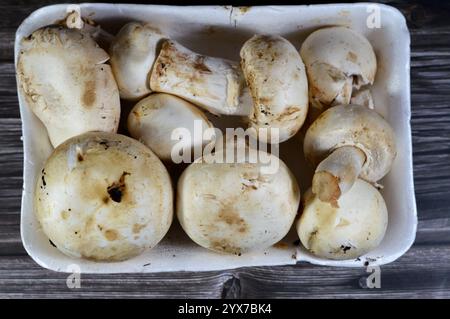 Essbare Pilze, die fleischigen Fruchtkörper zahlreicher Makropilzarten, mit begehrtem Geschmack und Aroma, die für ihre Ernährung und Culin verzehrt werden Stockfoto