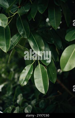 Grüne, dichte Ficus-Blätter im botanischen Garten Stockfoto