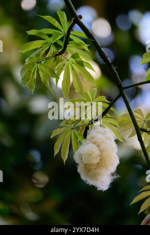 Kapok Fibre on the Cotton Tree in Flores, Indonesien Stockfoto