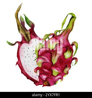 Drachenfrucht, pitaya. Realistische Aquarellmalerei. Die Zusammensetzung exotischer Früchte des Pitahaya-Kaktuskaktus. Clip-Art isoliert auf weißem Hintergrund. Für Stockfoto