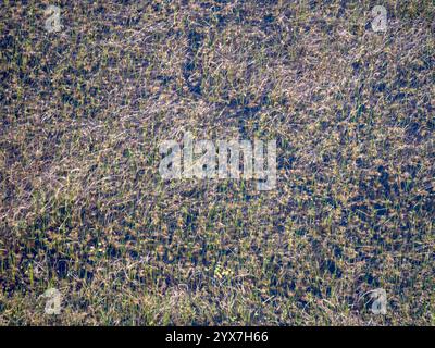 Blick auf das Gras im Wasser im Okavango-Delta in Botswana. Gut als Hintergrund zu verwenden. Das Foto wurde von einem Hubschrauber aufgenommen. Stockfoto