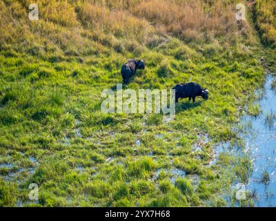 Zwei Kap-Büffel (Syncerus Caffer), die im Okovango-Delta in Botswana weiden. Das Foto wurde von einem Hubschrauber aufgenommen. Stockfoto