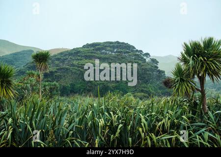 Grüne Pflanzen wachsen im tropischen Regenwald an regnerischen Tagen in Neuseeland Stockfoto