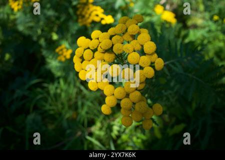 Tanacetum vulgare. Ein Klumpen tansy-Blüten in der Blüte. Tanacetum vulgare. Stockfoto