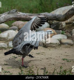 Eine wütend aussehende, karge Kap-Gans, Cereopsis novaehollandiae, läuft mit ausgestreckten Flügeln. Grau mit schwarzen Flecken. Gut fokussiert. Stockfoto
