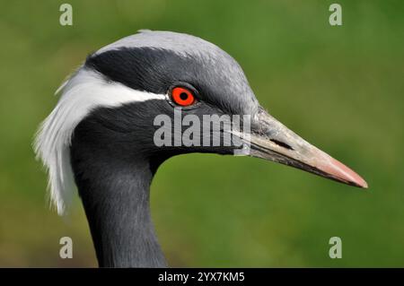 Eine Nahaufnahme, gut fokussierte Seitenansicht eines wunderschönen Demoiselle Krans, Grus virgo. Grauer Kopf mit weißer Feder und einem natürlichen, verschwommenen Hintergrund. Stockfoto