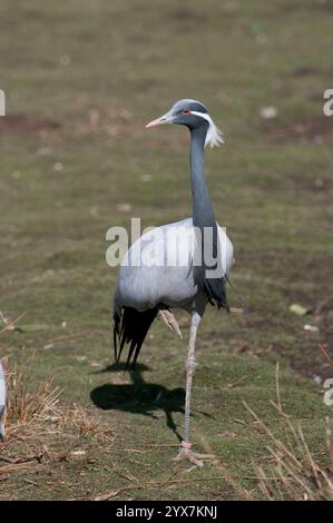 Ein gut fokussiertes Bild eines erwachsenen Demoiselle Crane, Grus virgo, der auf einem Bein steht und seinen Kopf zur Seite gerichtet hat. Ein natürlicher Hintergrund. Stockfoto