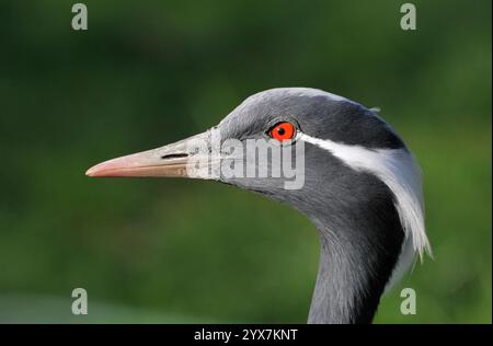 Eine Nahaufnahme, gut fokussierte Seitenansicht eines wunderschönen Demoiselle Krans, Grus virgo. Grauer Kopf mit weißer Feder und einem natürlichen, verschwommenen Hintergrund. Stockfoto