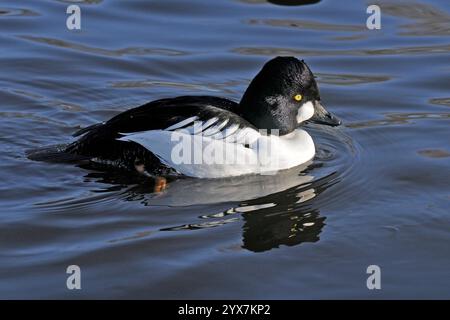 Ein Goldeneye, Bucephala clangula, schwimmt auf einem lokalen Teich. Nahaufnahme und gut fokussiert mit Augen- und Wangenfleck deutlich sichtbar. Büffelgans. Stockfoto