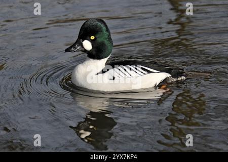 Ein Goldeneye, Bucephala clangula, schwimmt auf einem lokalen Teich. Nahaufnahme und gut fokussiert mit Augen- und Wangenfleck deutlich sichtbar. Büffelgans. Stockfoto